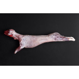 Cabrito Lechal
